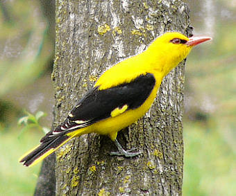 http://www.e-zakynthos.com/ecology/birds/oriole.jpg