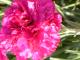  Flowers Flora of Zante Zakynthos Greece