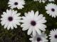  Flowers Flora of Zante Zakynthos Greece
