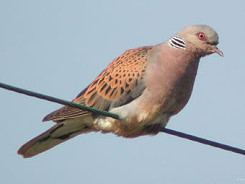 Birds - Zakynthos - Zante