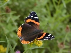 Butterflies Zakynthos Zante