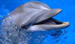 Dolphins Zakynthos Zante