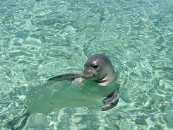 Monachus Monachus Monk Seal Zakynthos Zante