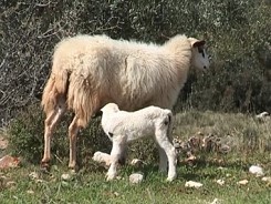 Animals Zakynthos Zante