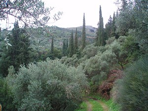 Mouzaki, Zakynthos -  Photo 2